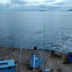 エギングとサビキとヤエン