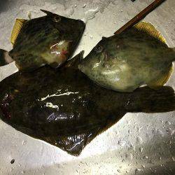 カレイ狙いその2