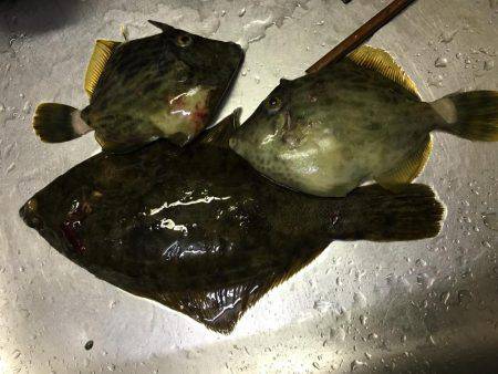 カレイ狙いその2