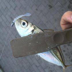 湾奥タチウオ＆アジ