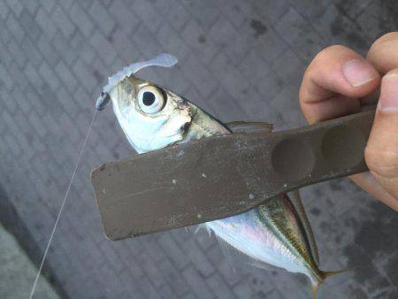 湾奥タチウオ＆アジ