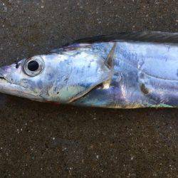 タチウオ、サゴシ