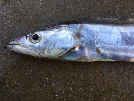 タチウオ、サゴシ