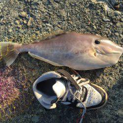 良型マダイ現る！