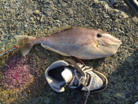 良型マダイ現る！