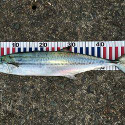 メータータチ二本