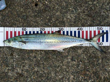 メータータチ二本