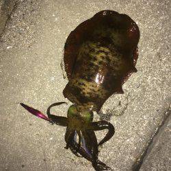 久しぶりのキロアップ