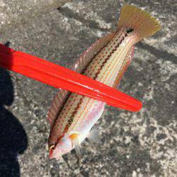 カレイ狙いその3