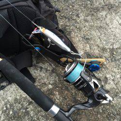 マズメにボイル無し