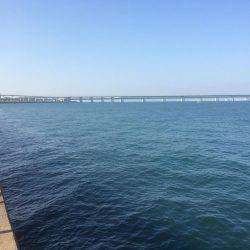 クルクル爆弾、コウイカだー