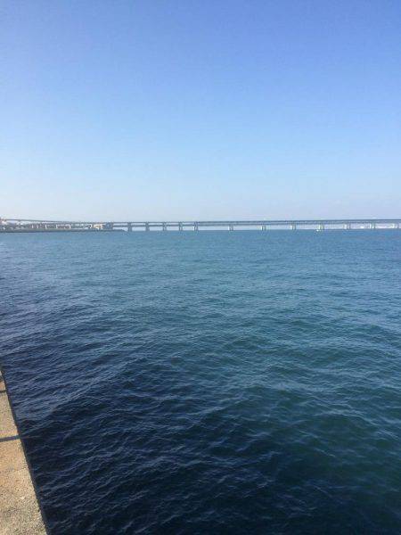 クルクル爆弾、コウイカだー