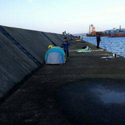 武庫川一文字の朝タチ