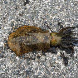 悲しサイズダウン！