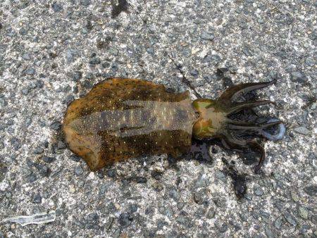 悲しサイズダウン！