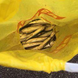 別府タチウオ釣査