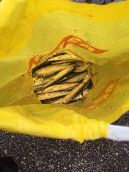 別府タチウオ釣査