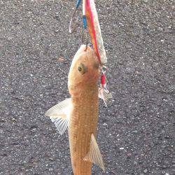 ギリギリの遊び