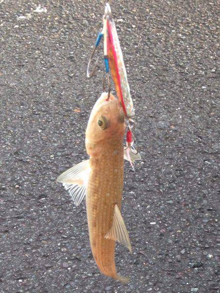 ギリギリの遊び