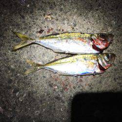 初ダウンショットアジング