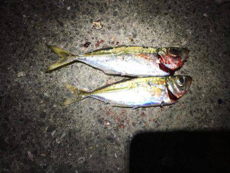 初ダウンショットアジング