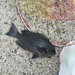 小浦一文字カゴ釣り 浜吉丸で行く