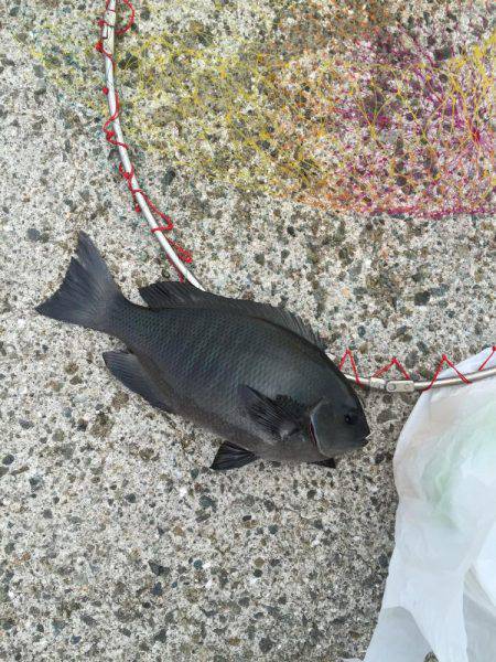 小浦一文字カゴ釣り 浜吉丸で行く