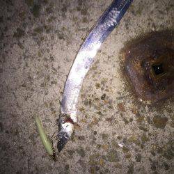 二週続けての人工島