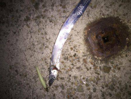 二週続けての人工島