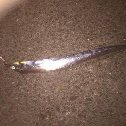 シーバス狙いが