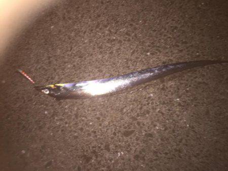 シーバス狙いが