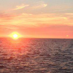 アジ狙いのはずが？