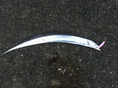 ポーアイ沖堤釣行