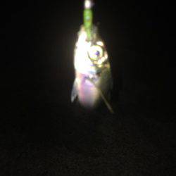 リベンジのアジング