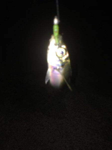 リベンジのアジング