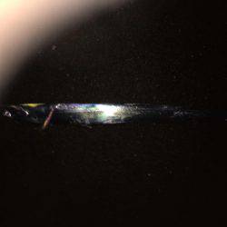 シーバス狙いが