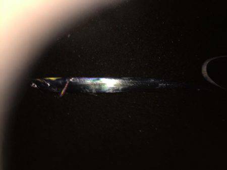 シーバス狙いが