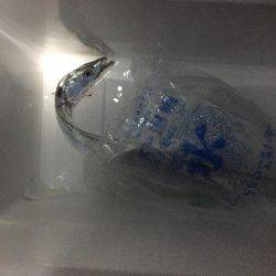 衣奈で久しぶりのカゴ釣り