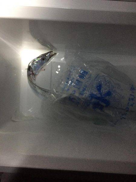 衣奈で久しぶりのカゴ釣り