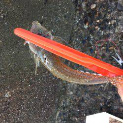 カレイ狙いその4