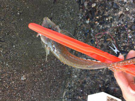 カレイ狙いその4