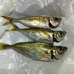 アジング難しい…