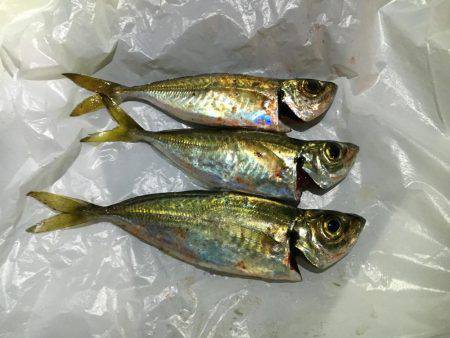 アジング難しい…