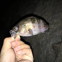 久々アジング！