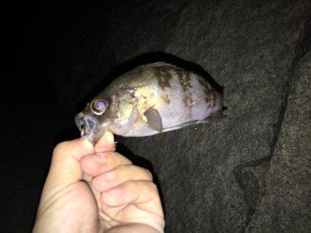 久々アジング！