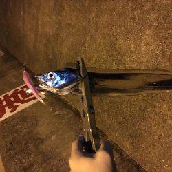 アジングのはずが