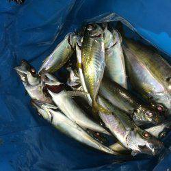 久しぶりに入れ食い