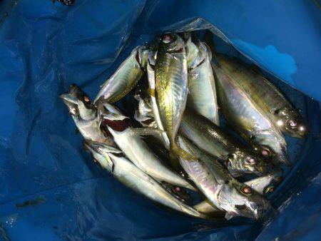 久しぶりに入れ食い