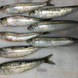 アジングならぬ‥