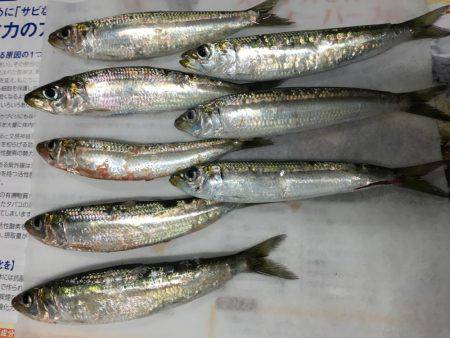 アジングならぬ‥